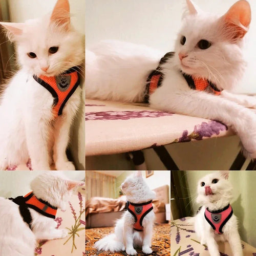 Cat & Dog Harness Vest with Lead | Adjustable Reflective Mesh Harness for Small & Medium Pets
